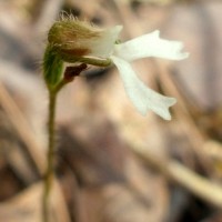 Zeuxine longilabris (Lindl.) Trimen
